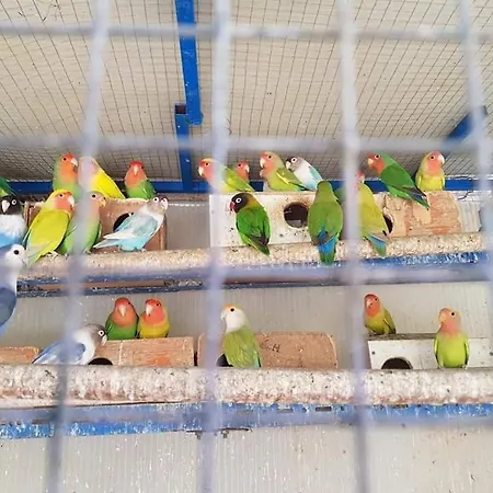 Casa El Pinillo ヴィラ