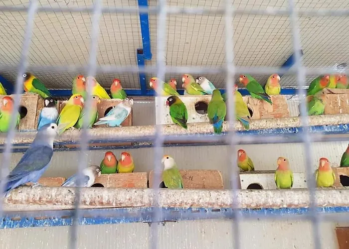 Casa El Pinillo וילה